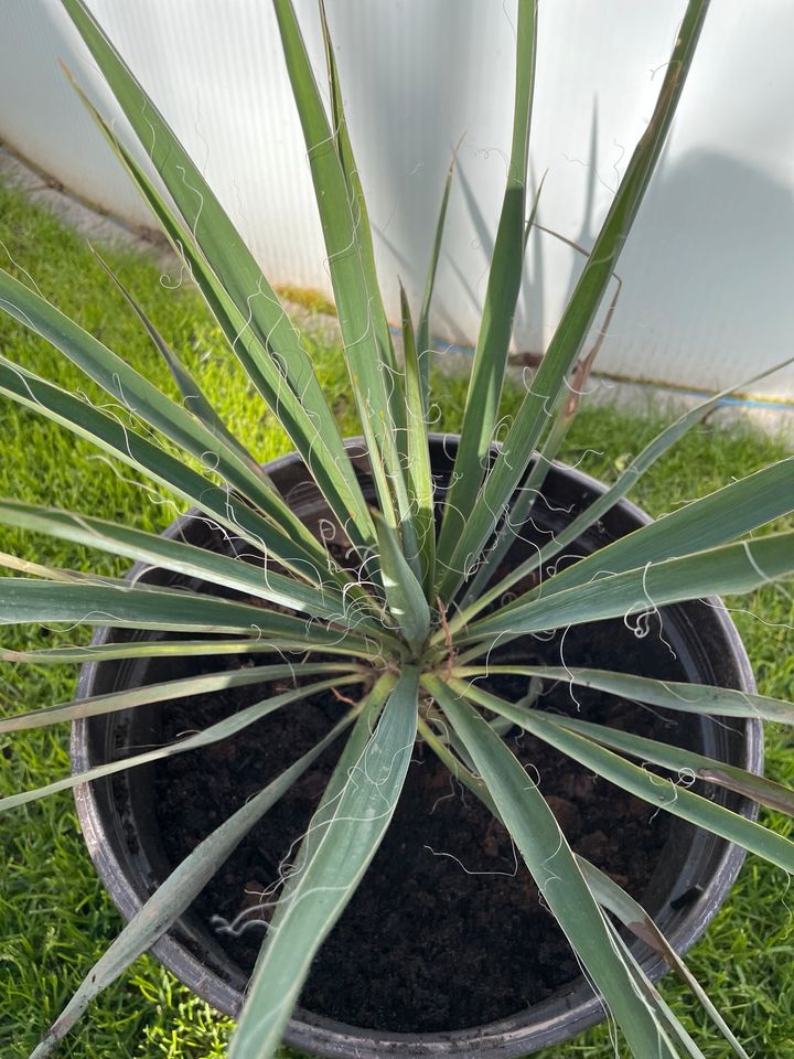 Palmlilie Yucca filamentosa ❤️❤️❤️nur noch 2X in Alzenau