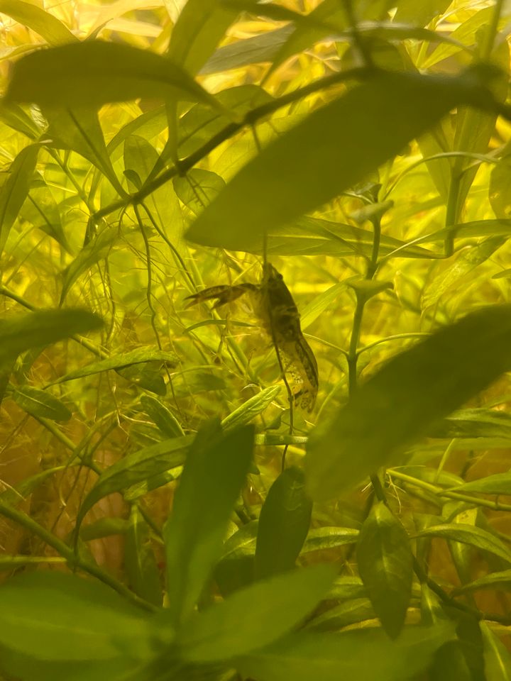 Zwergflusskrebse und Turmdeckelschnecken Schnecken Aquarium in Blindheim