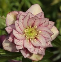 Christrose Lenzrose Double Ellen Picotee - Helleborus orientalis Niedersachsen - Bad Zwischenahn Vorschau