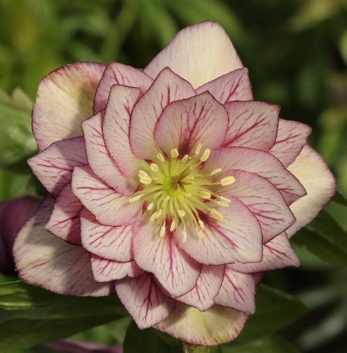 Christrose Lenzrose Double Ellen Picotee - Helleborus orientalis in Bad Zwischenahn