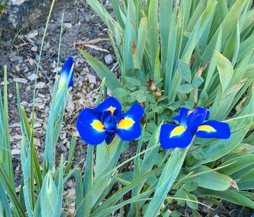 Holländische Iris - Professor Blaauw in Wadgassen