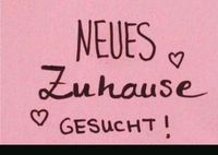 Haus zur Miete SUCHE Niedersachsen - Northeim Vorschau