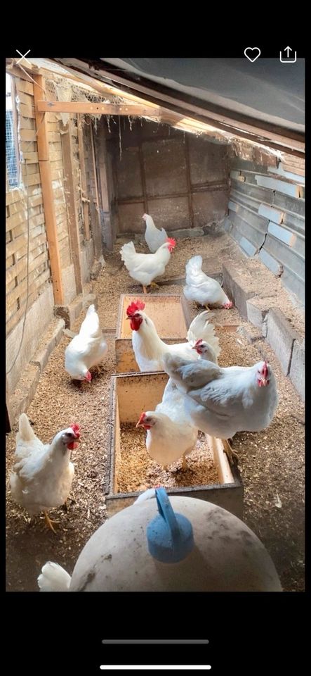 Bruteier reinrassige Rassen White Rock Küken  Glucke Hühner Henne in Neumünster