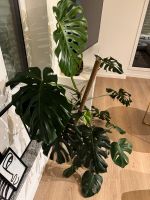 Monstera Pflanze Nordrhein-Westfalen - Warburg Vorschau