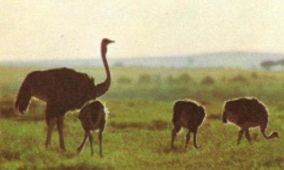 Vögel NEU Afrika Flamingo Strauß Sammelbilder Vögel Marabu Storch in Dinslaken