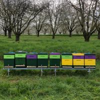 Carnica Bienen Bienenkönigin 2024 Rheinland-Pfalz - Neustadt an der Weinstraße Vorschau