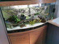 300l Aquarium mit Besatz und Zubehör VB Hessen - Homberg (Efze) Vorschau