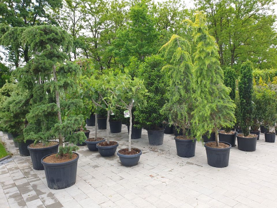 Gartenanlagen Poolanlagen Pflanzen L-Steine! Alles aus einer Hand in Siegenburg