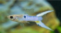 Aquarium Guppy japanische blau München - Pasing-Obermenzing Vorschau