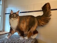 Maine Coon Katze Wand-/Stand-Metall-Bild ca. 80x67 cm UNIKAT Wandsbek - Hamburg Rahlstedt Vorschau