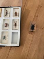 Insekten in Harz gegossen, sehr hochwertig Nordrhein-Westfalen - Dinslaken Vorschau