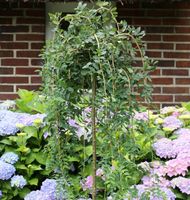 Hochstamm Hängener Erbsenstrauch 100-125cm - Caragana Pendula Niedersachsen - Bad Zwischenahn Vorschau