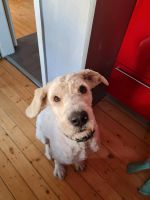 Goldendoodle Jacko sucht neues Zuhause Hessen - Hofgeismar Vorschau