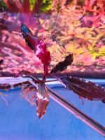 ❗⚠️ Black Currant ⚠️❗✅ Rare Bucephalandra Aquarium Garnelen Freiburg im Breisgau - March Vorschau