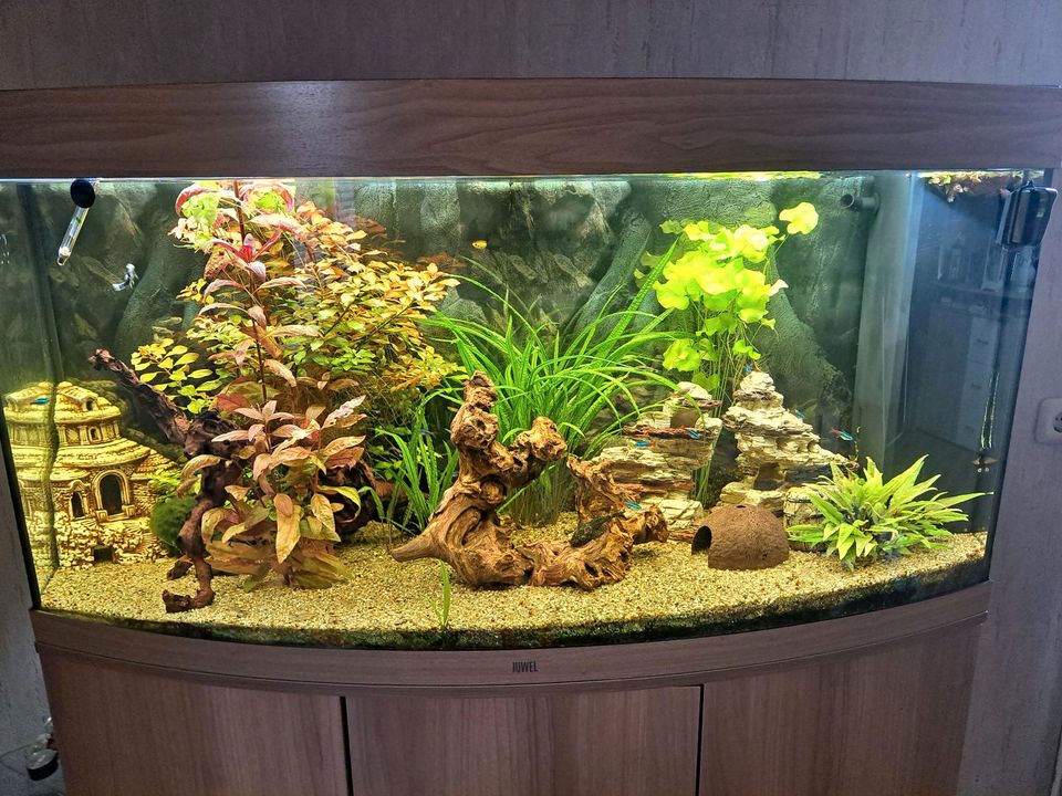 Juwel Vision 260l Aquarium in Kletkamp