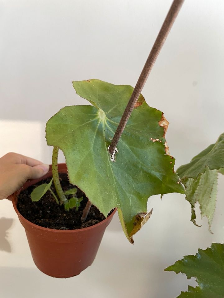 Begonia Ricinifolia in Dresden