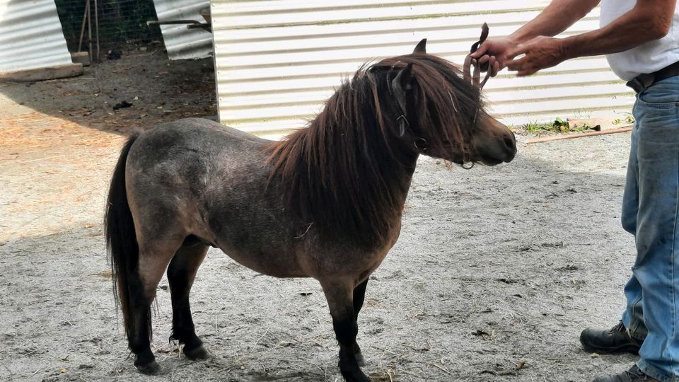 Minishetlandpony  Hengst Night in Künzing