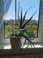 Zimmer Pflanzen Aloe Vera Berlin - Hohenschönhausen Vorschau