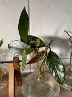 Diverse Ableger, Hoya, Syngonium, Forellenbegonie Niedersachsen - Hemmoor Vorschau