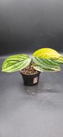 Monstera karstenianum Peru variegata Rheinland-Pfalz - Bescheid bei Hermeskeil Vorschau