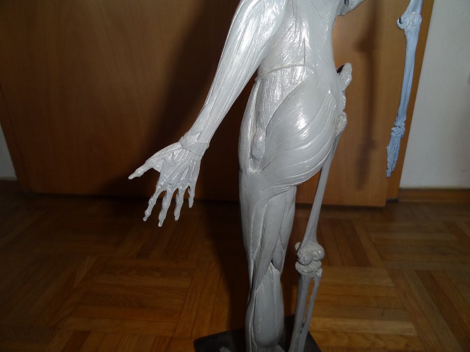 Anatomie Maßstab 1:3, 60 cm Deko Modellbau Bildhauer Kunst Deko in Freilassing