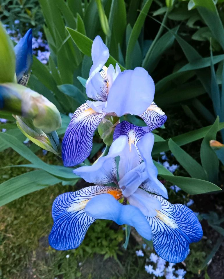 Rhizom, Schwertlilie, Iris,  blau in Zörbig