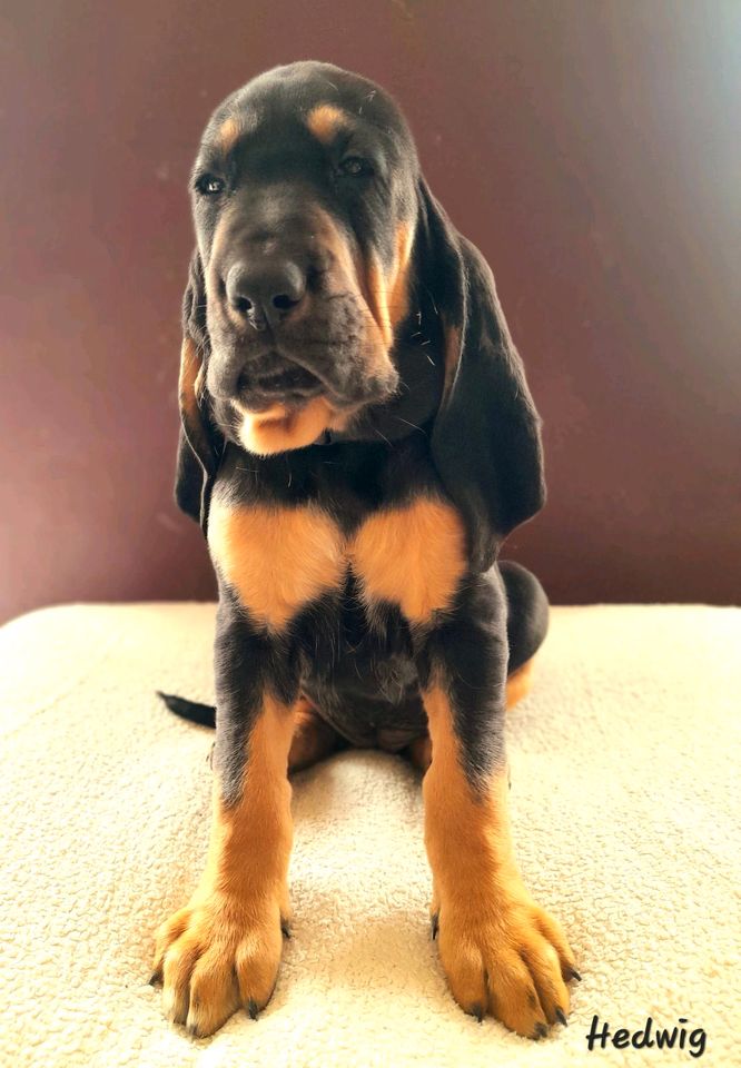 Bloodhound Welpen Bluthund Mantrailer in Willebadessen