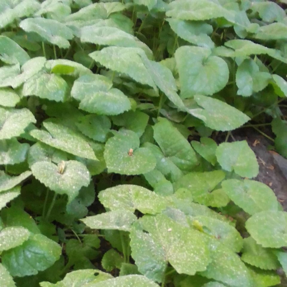 Lunaria annua, Silberblatt, Mondviole - ca 25 einjährige Pflanzen in Mutterstadt