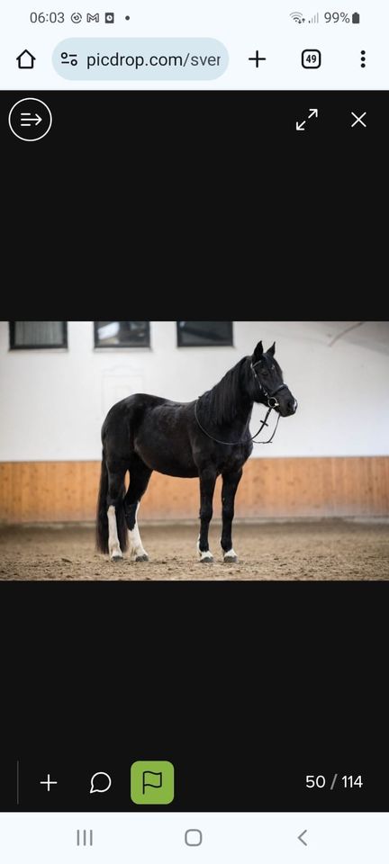 Bildschöne Ponystute in Steinfeld