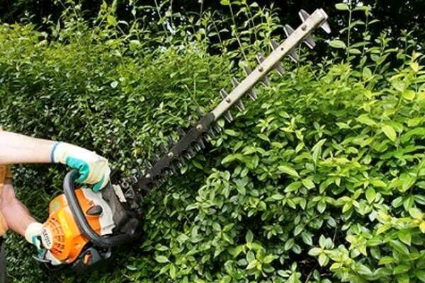 Baumschneiden Heckeschneiden Heckenentfernung Rindenmulch m3 79EU in Berlin