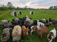 Landschaftspflege mit Schafen Nordrhein-Westfalen - Lippetal Vorschau