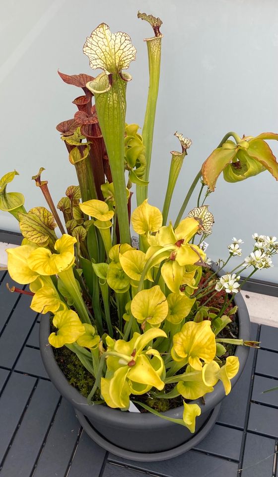 Sarracenia Flava var. Rubricorpora Samen / 11.23 in Dresden