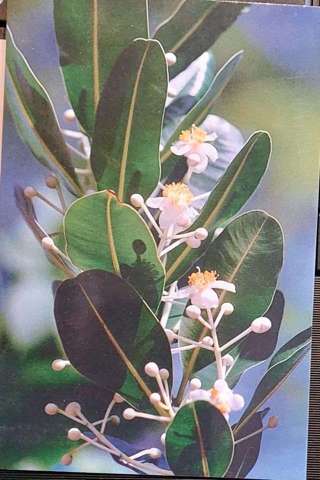 Ak. Indischer Lorbeer. Indian Laurel. Sri Aurobindo in Wiehl