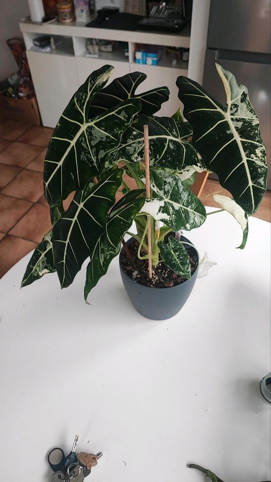 Alocasia frydek variegata in Langerwehe