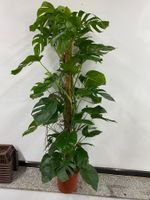 Monstera deliciosa Fensterblatt Zimmerpflanze 200cm gross Nordrhein-Westfalen - Simmerath Vorschau