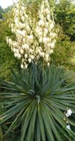 Yucca Gloriosa Kerzen-Palmlilie stammbildend winterhart Niedersachsen - Wedemark Vorschau