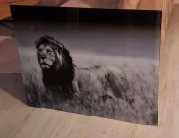 Löwenbild, Bild mit Löwe, schwarz/weiß, Kare-Design, Glasbild Nordrhein-Westfalen - Odenthal Vorschau