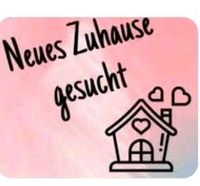 SUCHE WOHNUNG ODER HAUS !!FINDERLOHN!! Bayern - Augsburg Vorschau