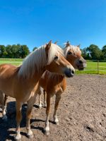 Pflegebeteiligung (Reitbeteiligung) Nordrhein-Westfalen - Gütersloh Vorschau