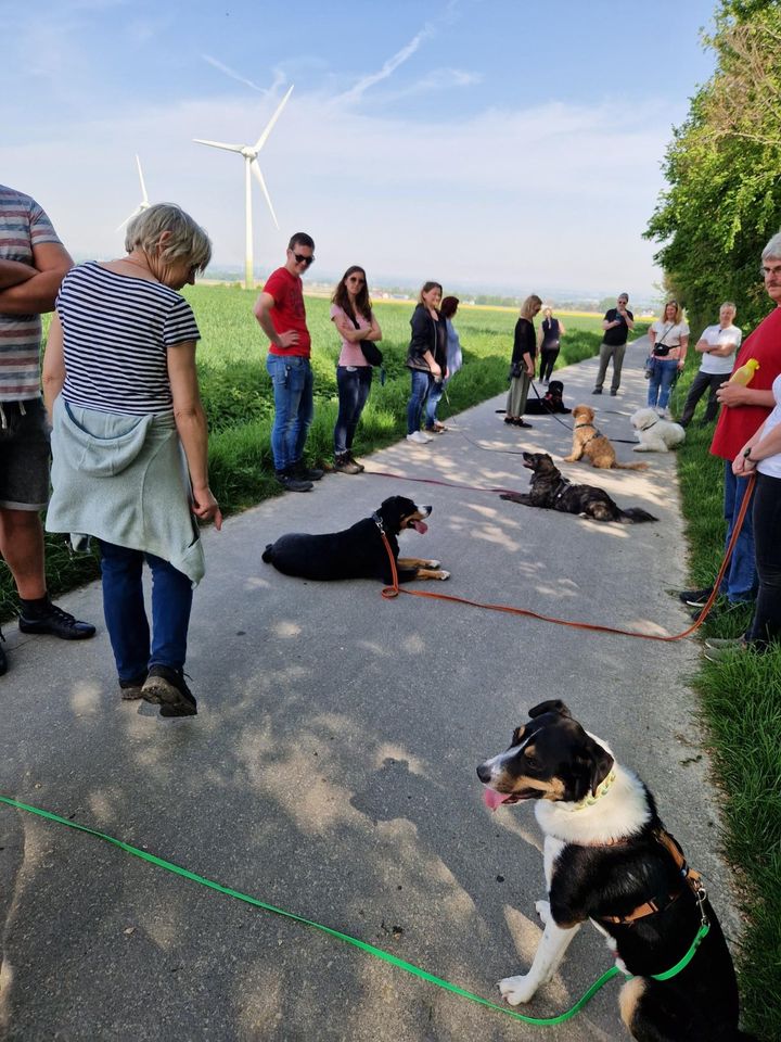 Spielgruppe für Hunde / Hundefreilauf, Hundetreffen, Hundeschule in Soest