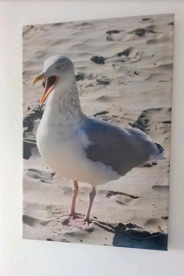 3 Leinwände "Möwe" z.B. für Ferienwohnung an der Nordsee 40 x 60 in Braunschweig