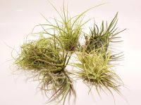 Tillandsien -Paket 5-10 Stück ab 19,95€ Airplants Luftpflanzen Bayern - Schwarzenfeld Vorschau