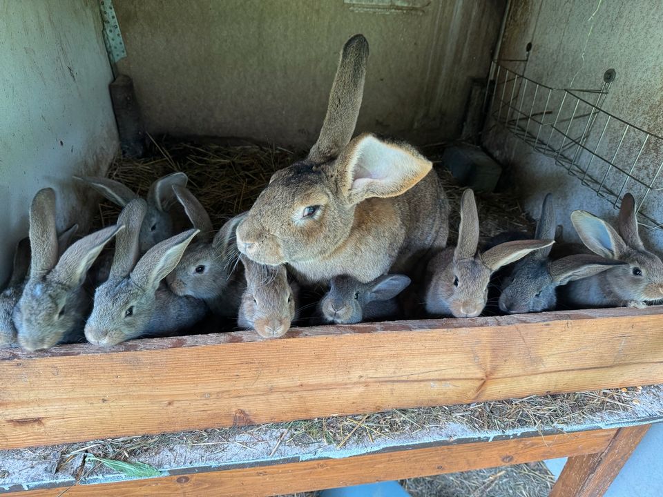 10 Reinrassige deutsche Riesen Kaninchen / Hasen / Stallhasen in Bad Gottleuba-Berggießhübel