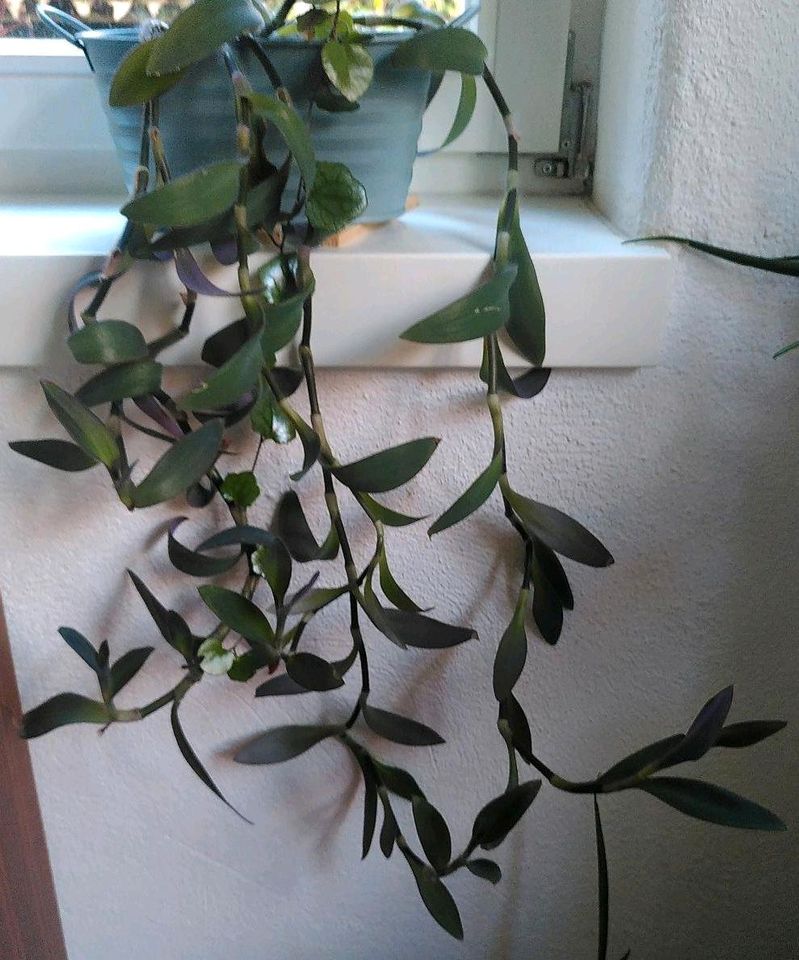 Ableger Zimmerpflanze lila Blätter Tradescantia in Muggensturm