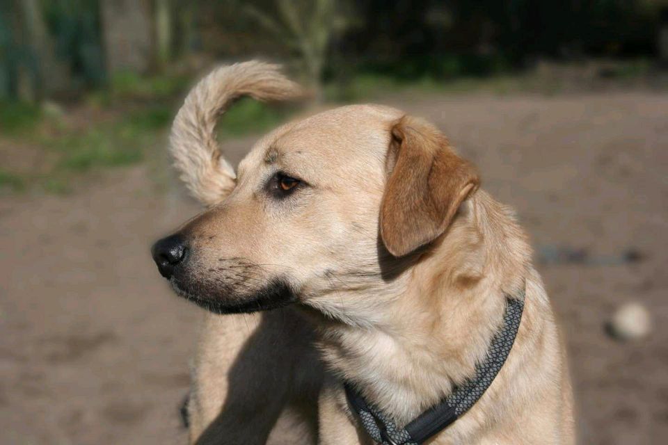 Hank - Jung und bereit für sein Zuhause in Salzwedel