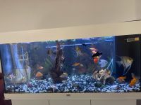 Aquarium Filme Nordrhein-Westfalen - Lünen Vorschau