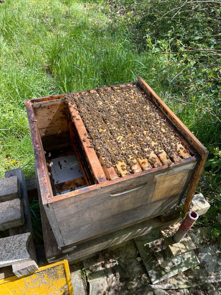 Bienen Wirtschaftsvolk auf Dadant in Vaterstetten