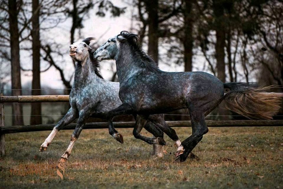 VERLASSPFERD/Schimmelwallach/Reitpferd/Pferd in Traventhal