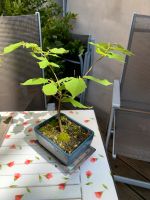 Mini - Bonsai Bäume Duisburg - Friemersheim Vorschau