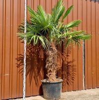 Trachycarpus Fortunei 100/125 Winterharte Palme Nordrhein-Westfalen - Delbrück Vorschau